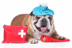 adana seyhan Acil Müdahaleler ve Acil Servis