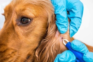 adana seyhan Parazit Tedavisi