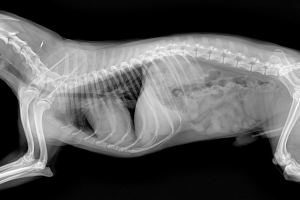 adana seyhan Röntgen ve Laboratuvar Testleri